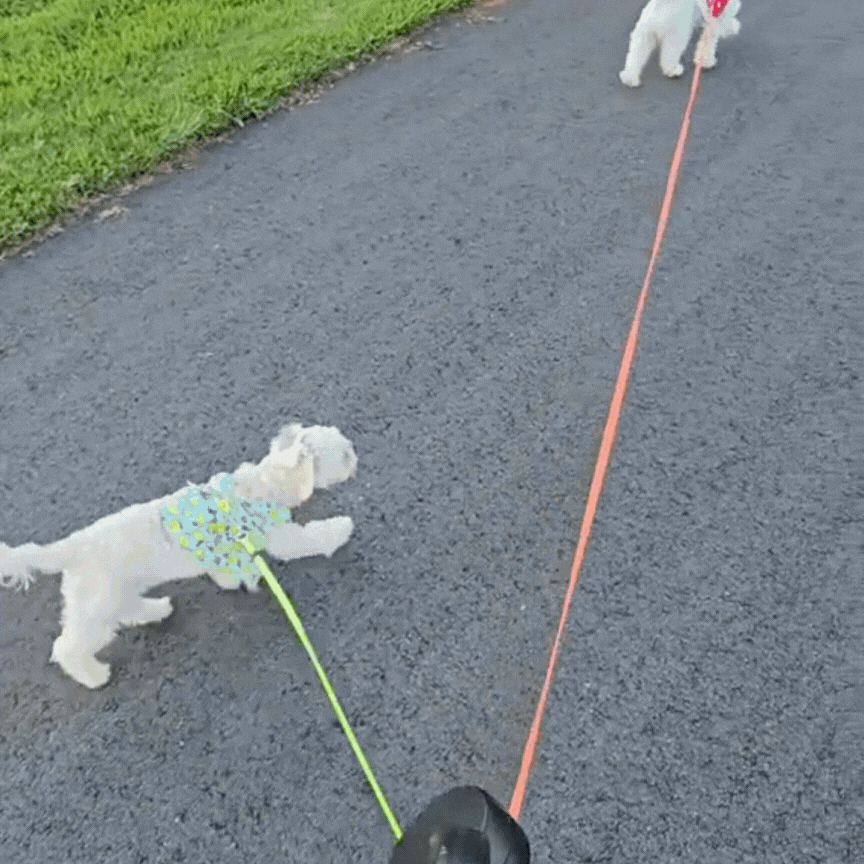 Dual Dog Leash
